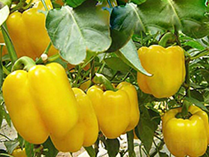 �S��1̖-�����N��-���_