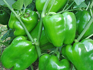 �ƶ�-�����N��-���_