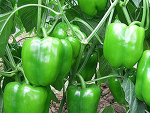 �G��2̖-�����N��-���_