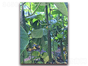 ���_(d��)1̖(h��o)-�S�ϷN��-���_(d��)