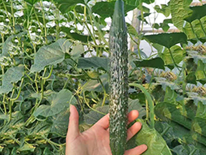 ���_(d��)-�S�ϷN��-���_(d��)