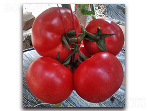 1688-��TY���ѷN��-���_