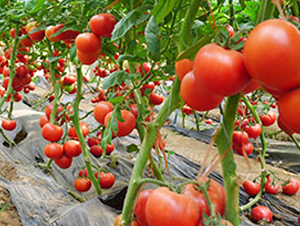 ˹��-��TY���ѷN��-���_(d��)