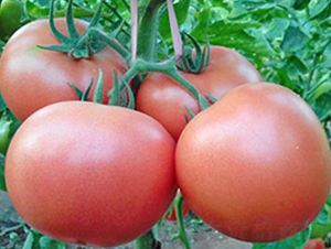 ����-��TY���ѷN��-���_(d��)