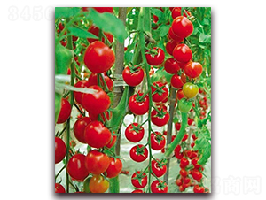 �ۼ�-����С���t���N��-���_(d��)