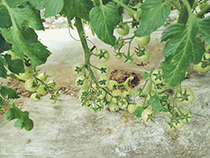 �̾G��2̖(h��o)-����С���t���N��-���_(d��)