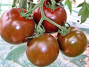 �ڌ�ʯ-����С���t���N��-���_(d��)