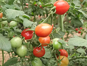 1168-����С���t���N��-���_(d��)