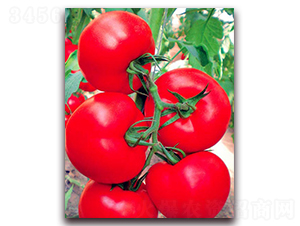 ��ɯ-�t�����ѷN��-���_(d��)