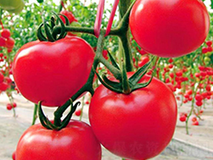 ���-�t�����ѷN��-���_(d��)