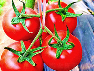 �_��-�t�����ѷN��-���_(d��)