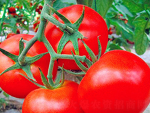 �P�{-�t�����ѷN��-���_(d��)