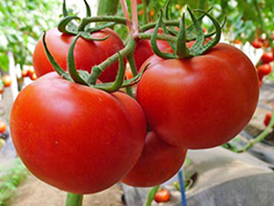 ����1̖(h��o)-�t�����ѷN��-���_(d��)