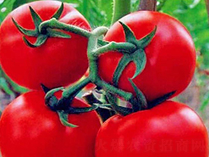 ؐ��-�t�����ѷN��-���_(d��)