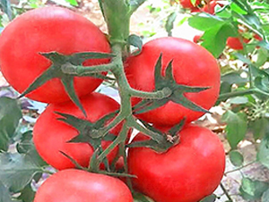 ����-�۹����ѷN��-���_(d��)