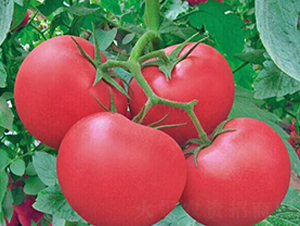 �I(l��ng)����̖-�۹����ѷN��-���_(d��)