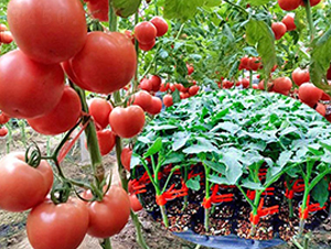 ����2̖-�۹����ѷN��-���_(d��)