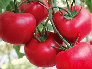 ���Ķ�̖-�۹����ѷN��-���_(d��)