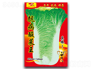 ���������-�ײ˷N��-���ǷN�I(y��)