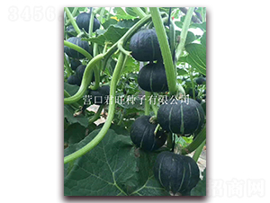 ����2̖-�ϹϷN��-�I�ھ���