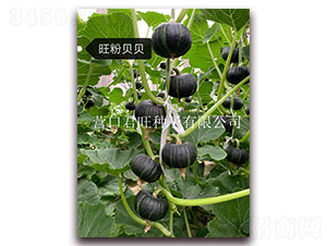 ����ؐؐ-�ϹϷN��-�I�ھ���