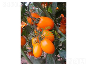 �S�_��-���ҷ��ѷN��-��ػݝ�