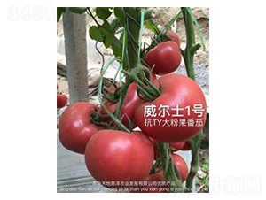 ����ʿ1̖-�۹����ѷN��-��ػݝ�