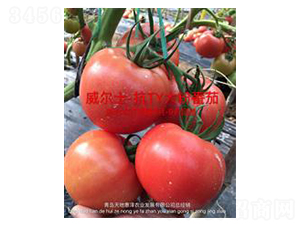 ����ʿ-�۹����ѷN��-��ػݝ�