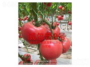 ������8̖-�۹����ѷN��-��ػݝ�