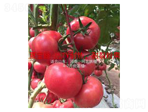 �Č�·-�۹����ѷN��-��ػݝ�