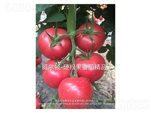 �����D-�۹����ѷN��-��ػݝ�