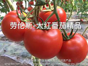 �ڂ�˹-�t�����ѷN��-��ػݝ�