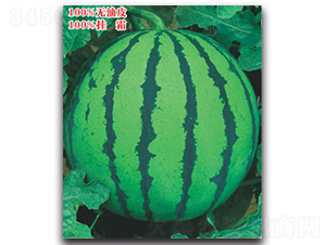 ����-���ϷN��-����ӯ�r(n��ng)�I(y��)