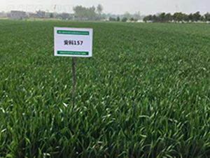 ����157-С���N��-�S��(l��)�N�I(y��)