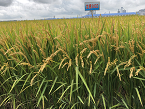 ����3033-ˮ���N��-�S���N�I(y��)