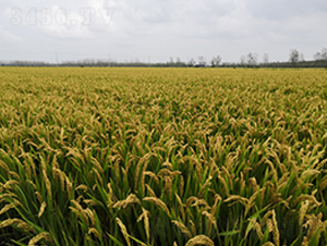 ����118-ˮ���N��-�S���N�I(y��)