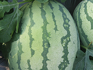 �t��ɰ-���ϷN��-�S���N�I(y��)