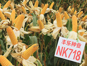 NK718-���׷N��-�S��(l��)�N�I(y��)