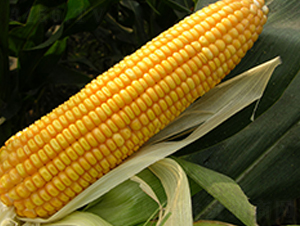 ���r(n��ng)2̖(h��o)-���׷N��-�S��(l��)�N�I(y��)