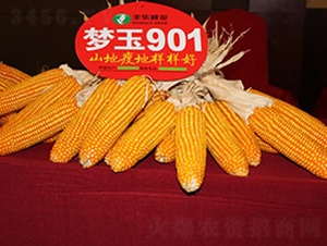 ��(m��ng)��901-���׷N��-�S��(l��)�N�I(y��)