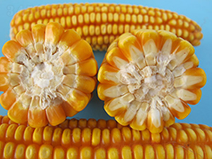 ���r(n��ng)�����A6̖(h��o)-���׷N��-�S��(l��)�N�I(y��)