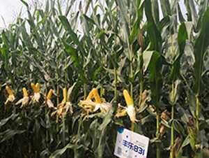 �S��(l��)831-���׷N��-�S��(l��)�N�I(y��)