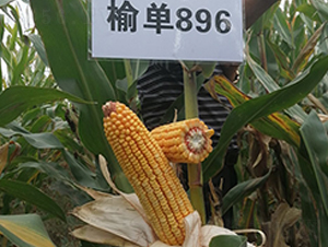 �܆�896-���׷N��-�S��(l��)�N�I(y��)