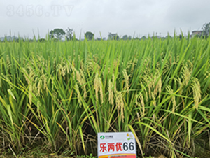 ���Ƀ�(y��u)66-ˮ���N��-�S���N�I(y��)