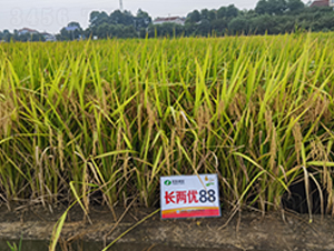 �L�Ƀ�(y��u)88-ˮ���N��-�S���N�I(y��)