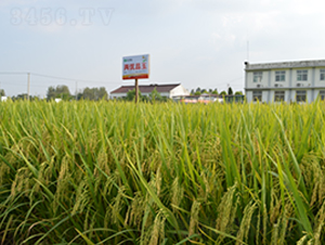 �Ƀ�(y��u)����-ˮ���N��-�S��(l��)�N�I(y��)