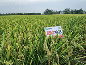 ̩�Ƀ�(y��u)3808-ˮ���N��-�S��(l��)�N�I(y��)