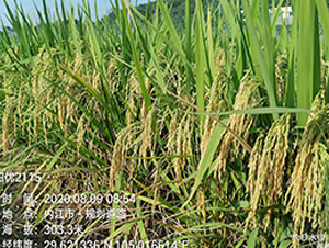 ���マ(y��u)2115-ˮ���N��-�S��(l��)�N�I(y��)