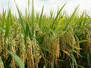 ��Ƀ�(y��u)785-ˮ���N��-�S���N�I(y��)