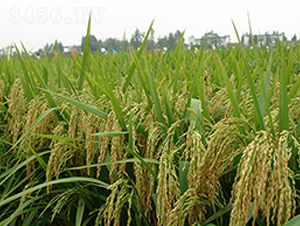 ̶�Ƀ�(y��u)83-ˮ���N��-�S���N�I(y��)